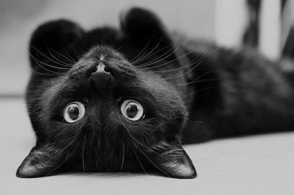cute female cat