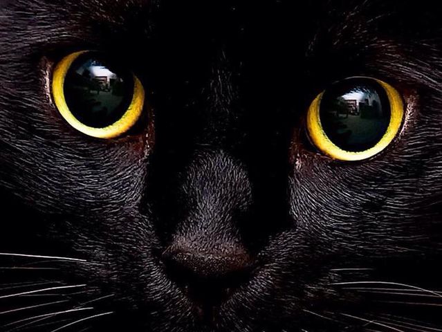 cute cat close-up